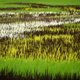 Illustration for article titled Another year of magnificent illustrations made with blossoming rice